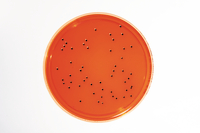 XLD Agar - LI EP+USP 30ml 0152E-20P